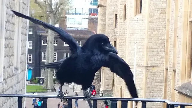 A raven with spread wings perched on a railing inside the Tower of London, with stone buildings behind it